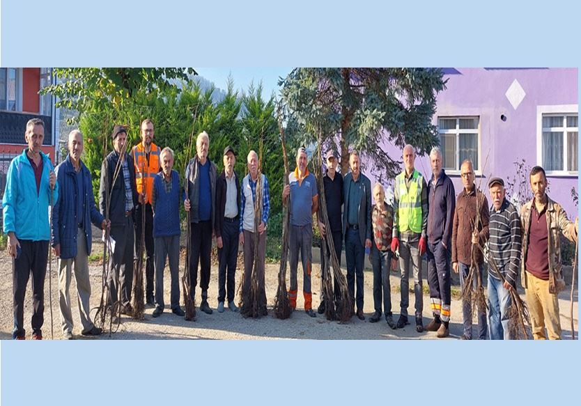 100 Bin ceviz fidanı daha dağıtıyor