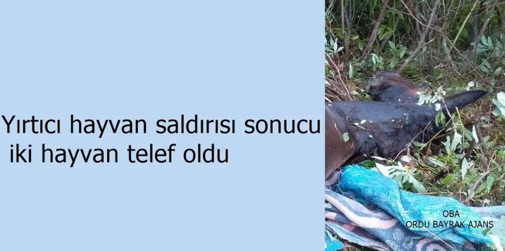 Yırtıcı hayvan saldırısı sonucu iki hayvan telef oldu 