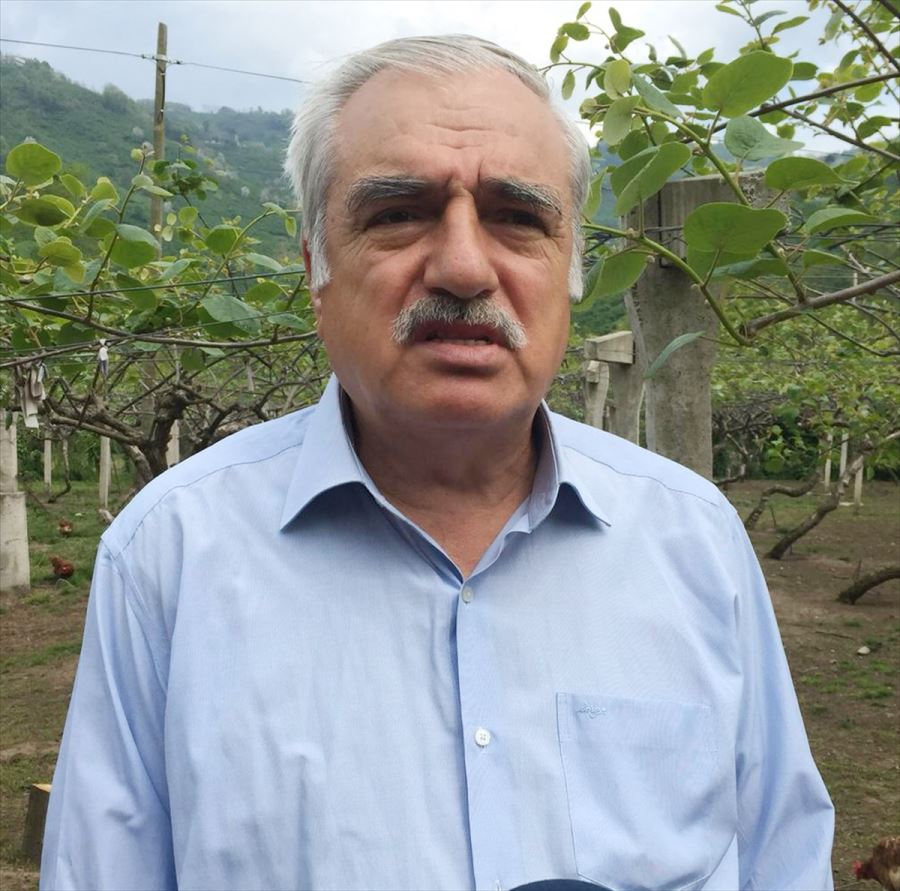 Ordu kivisinin tadı ve aroması diğer kivilerden daha farklı ve lezzetli