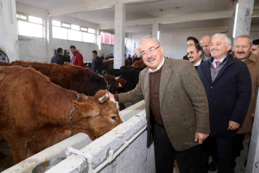 HAYVAN BAKIM OTELİNDEN İNEKLERİ KİM KAÇIRDI? 