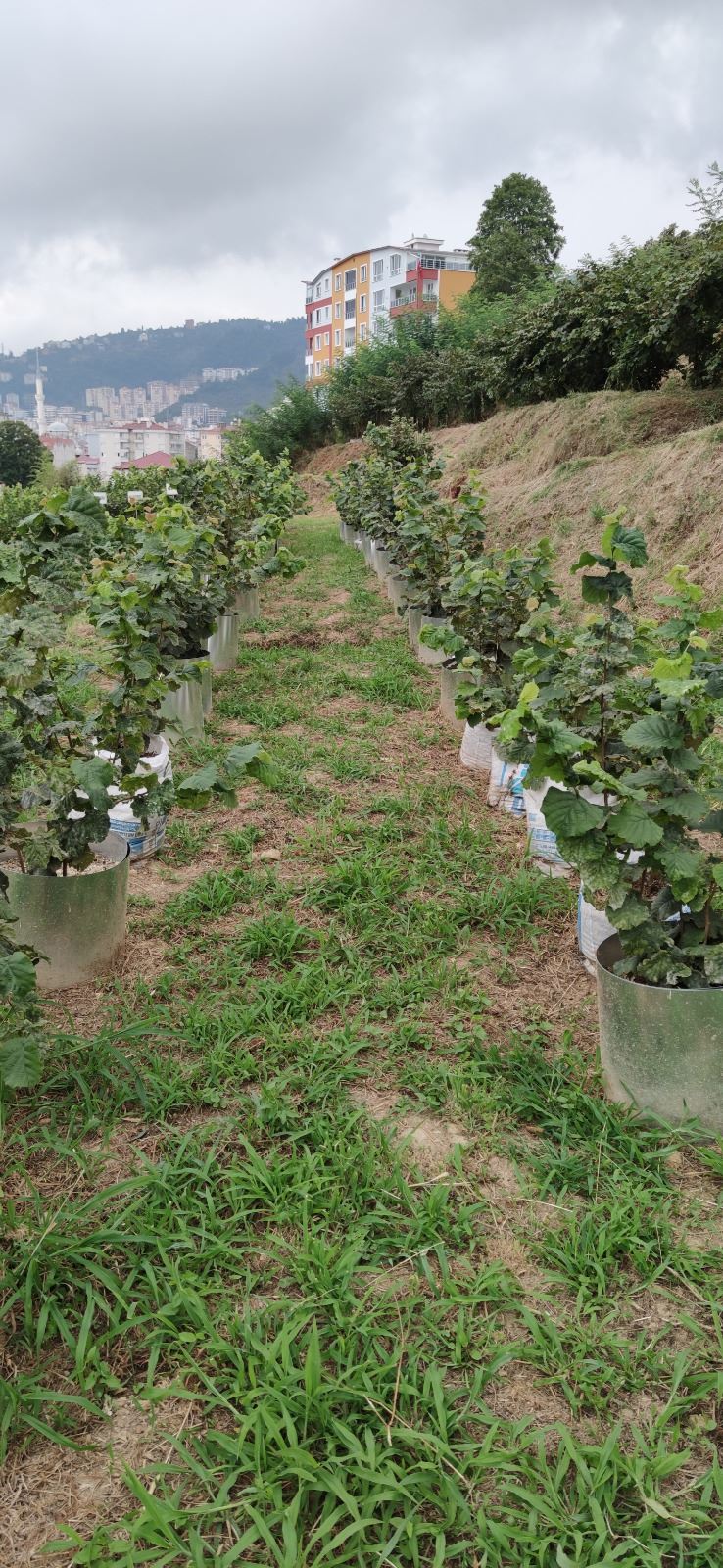 İki yıl içerisinde 300 dönüm fındık bahçesi yenilendi.