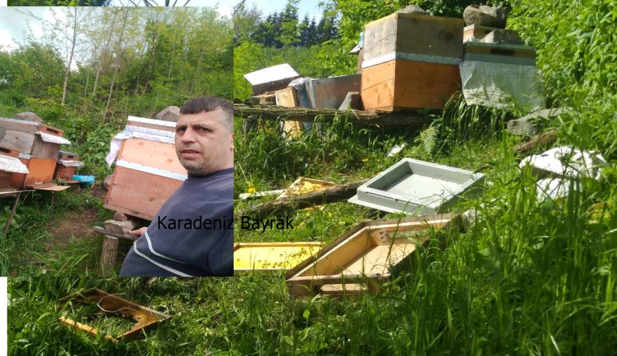 Ordu