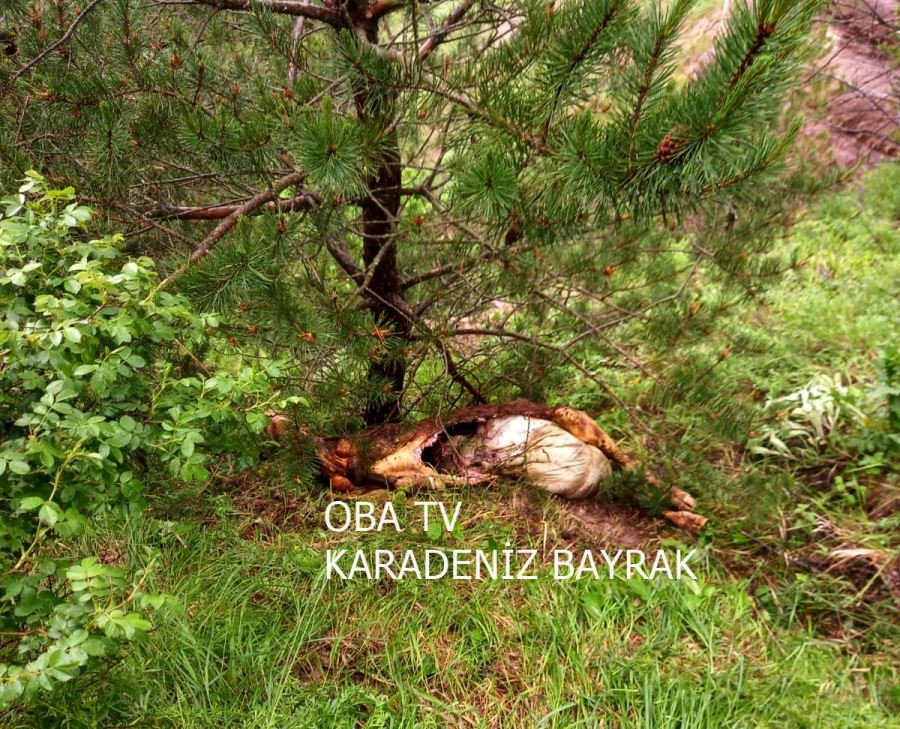 Mahalleye kadar inen ayı, ineği parçaladı