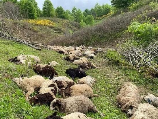 Ayılar sürüye saldırdı, 80 koyun öldü