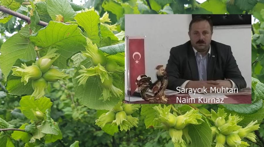 Muhtar Naim Kurnaz Fındık hasadı henüz başlamadı