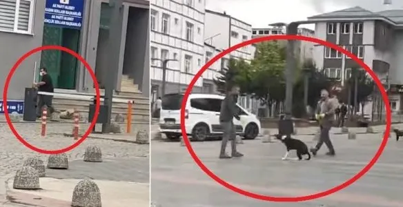 Köpekleri sürükleyerek topladılar