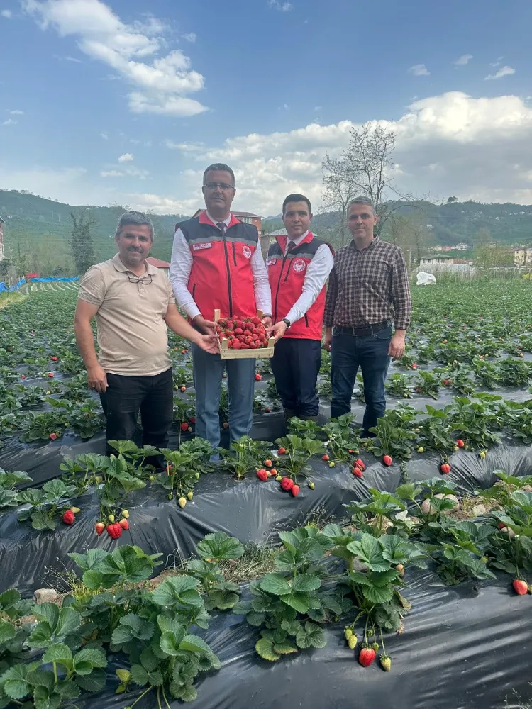 Çilek Hasadı Başladı