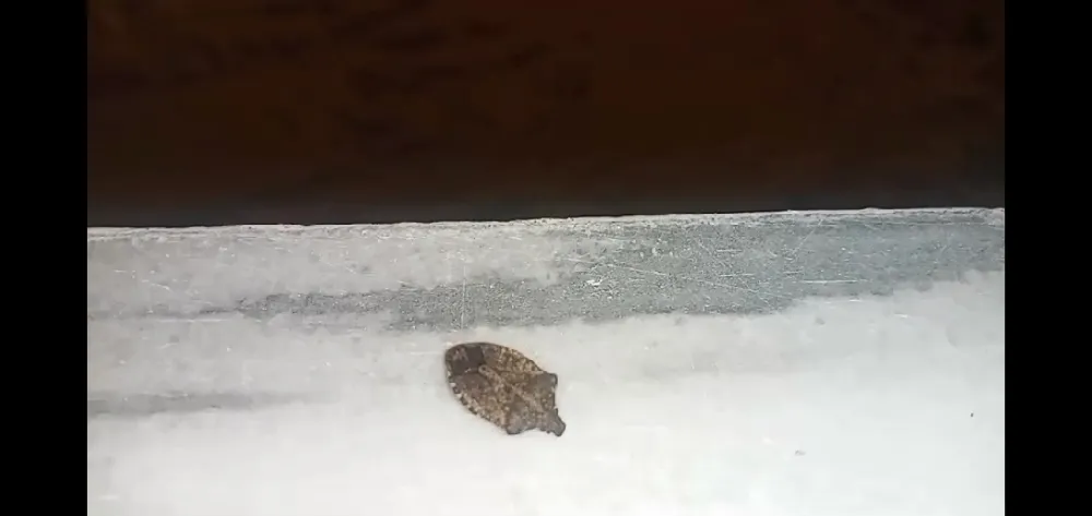 Bir Metre Kar Altında Görülen Kahverengi Kokarca Şaşkınlık Yarattı
