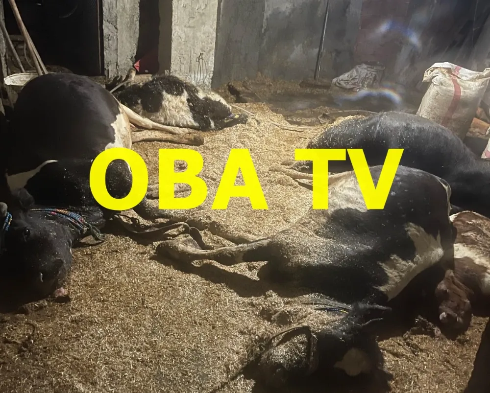 Ordu’da Ahır Yangını: 5 Büyükbaş Hayvan Telef Oldu