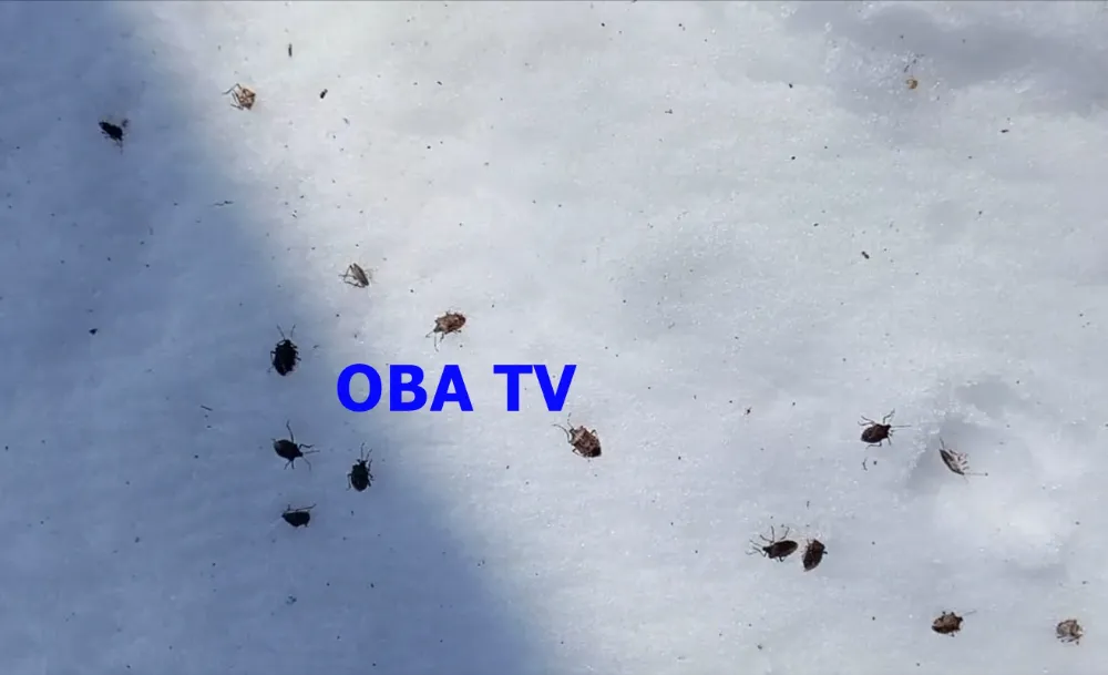 Kahverengi Kokarcaya Dondurucu Soğuklar Bile Engel Olamadı!