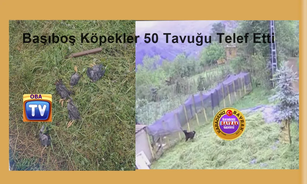 Başıboş Köpekler 50 Tavuğu Telef Etti, Üretici İsyan Etti