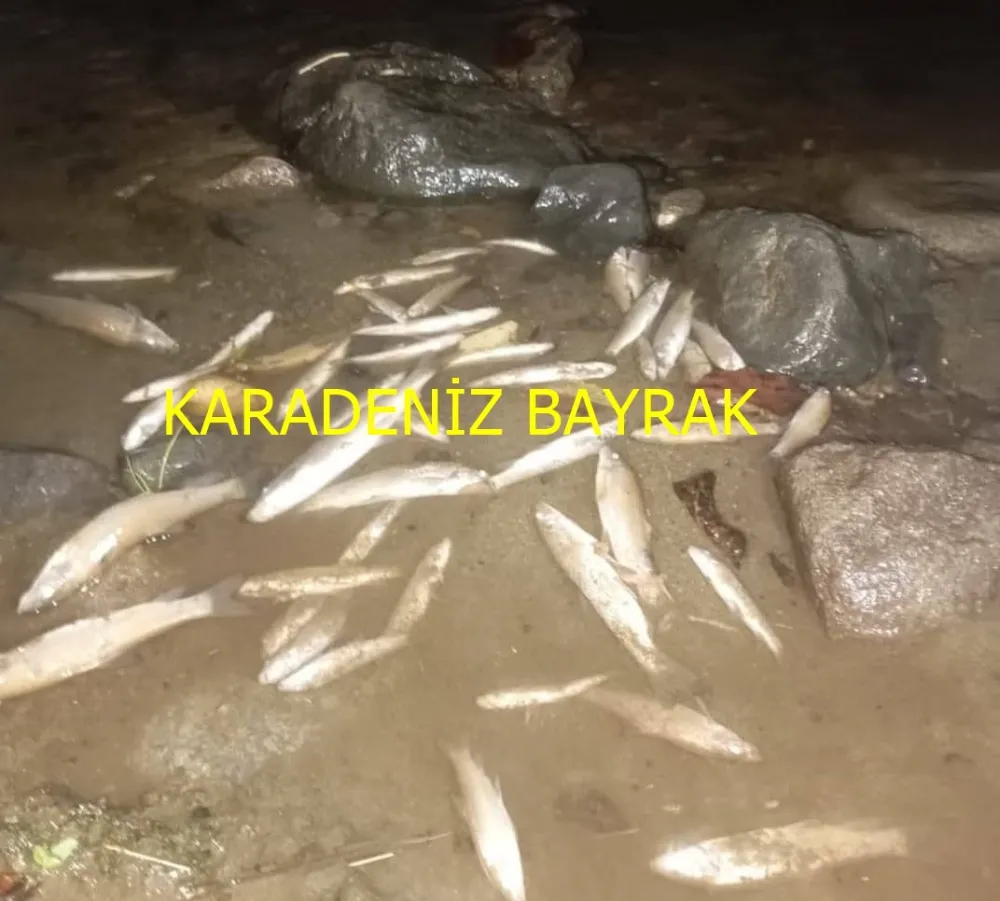 Bolaman Deresinde Çevre Kirliliği Endişesi