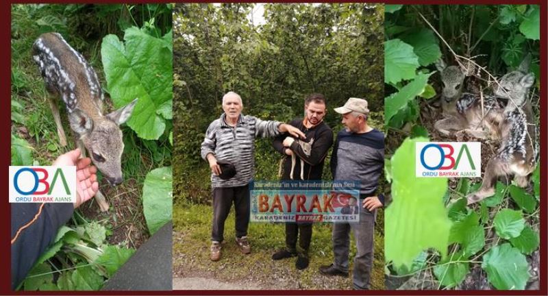 Karaca yavruları doğaya bırakıldı