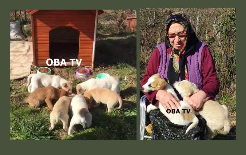 KÖPEĞİ POMPALI TÜFEKLE VURDULAR
